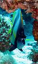 Bannerfish